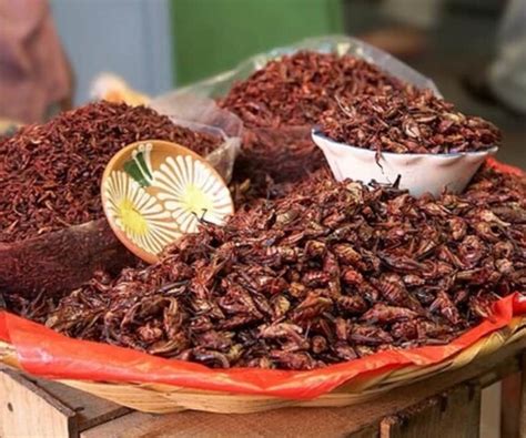 Authentic Oaxacan Chapulines 2 Oz - Etsy in 2023 | Mexico food, Mexican food recipes, Food