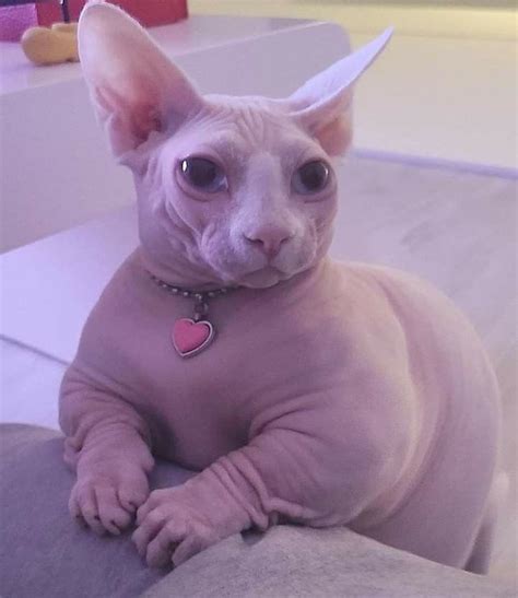 Funny Cute Cats, Silly Cats, Cute Funny Animals, Pretty Cats, Beautiful Cats, Fat Hairless Cat ...