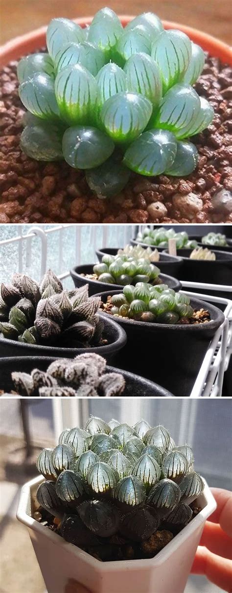 30 Unique Types Of Succulents You've Probably Never Heard Of Before | DeMilked