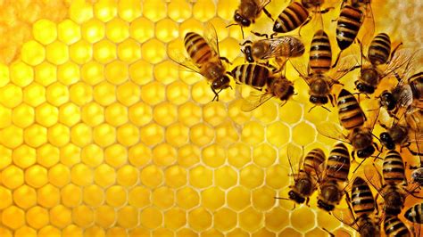 Honey Bee Wallpapers - Wallpaper Cave