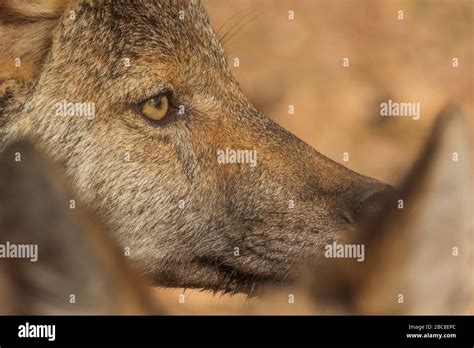 Iberian wolf (pack) hi-res stock photography and images - Alamy