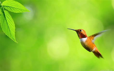 Free Hummingbird Wallpapers - Wallpaper Cave