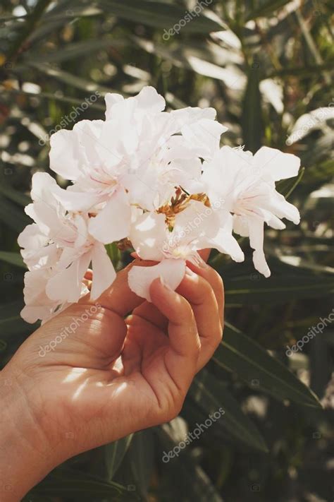 Woman hand picking flowers Stock Photo by ©Markomarcello 51575483