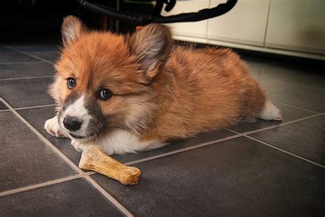 How To Train A Corgi Puppy Like A Professional Dog Trainer ...