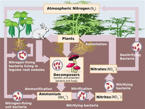 5A: Soil, Carbon and Microbes