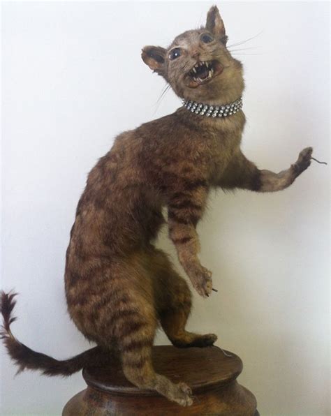 Cat Taxidermy Fails