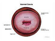 Normal Cervix Medical Illustration