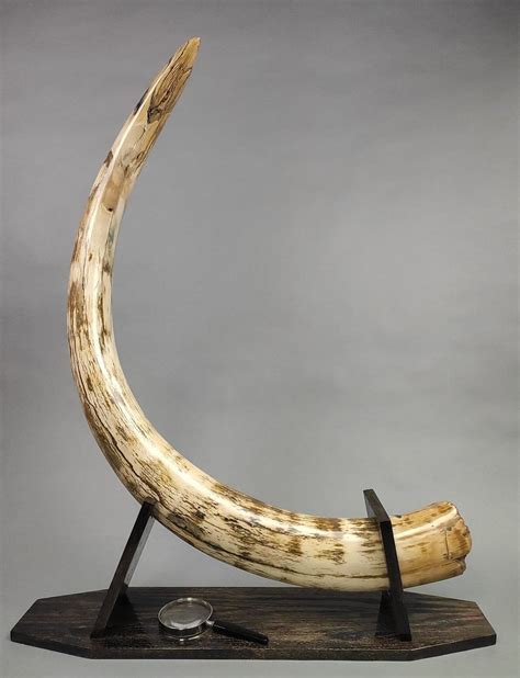 Large 63" Mammoth Tusk for Sale – Fossil Realm