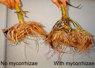 Role of VAM as plant bio fertilizers