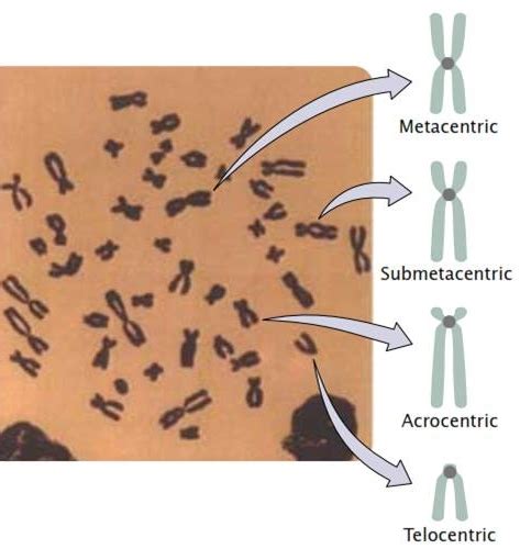 Chromosome classification based on position of centromere and function ~ Biology Exams 4 U