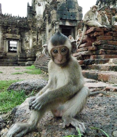 In The News: Lopburi Monkey Gangs ⋆ My Thailand