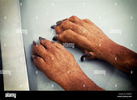 Paws of a Doberman Stock Photo - Alamy