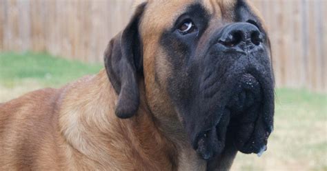 A Mastiff Blog: Training Your Mastiff