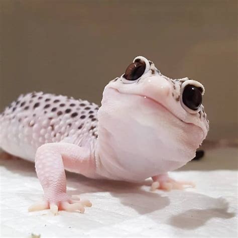 An adorable Leapord Gecko! - Animals | Pet lizards, Reptiles pet, Cute ...