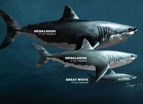 TIBURÓN MEGALODON | Características, hábitat y su GRAN tamaño