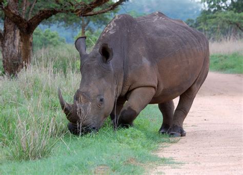 South Africa Wildlife - South African Wildlife and Wildlife Reserves