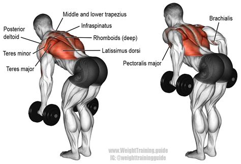 Back exercises image by Marisol Briceno on Latissimus dorsi | Good back ...