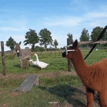 alpaca gifs | WiffleGif