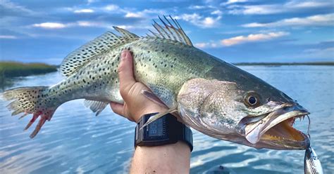 Top 3 SPOTS To Catch Big Speckled Trout In The Fall