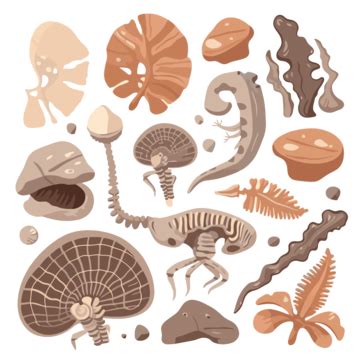 Fossils Clipart Set Of Fossils And Other Animals Cartoon Vector, Fossils, Clipart, Cartoon PNG ...