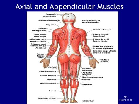 PPT - Chapter 11: The Muscular System PowerPoint Presentation, free download - ID:586740