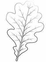 Perfect Oak Leaf coloring Page  Download Print Or Color Online For Free sketch template