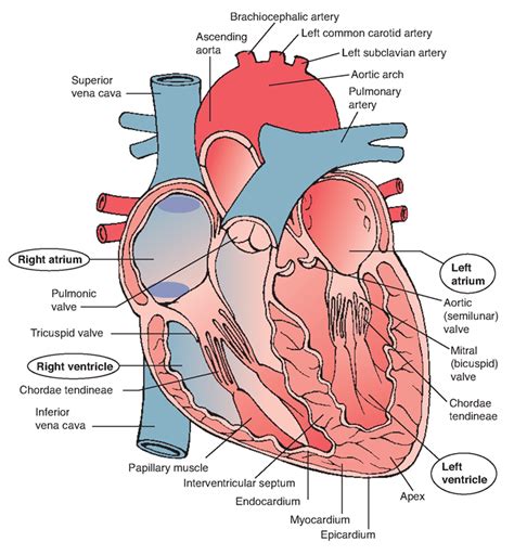 Heart Structure and Function - DonnaaxDiaz