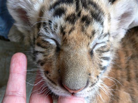 Baby Tiger Sucking Finger Free Stock Photo - Public Domain Pictures