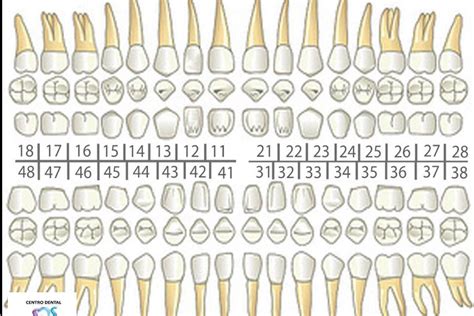 Qué es un odontograma y cuántos tipos existen | SDS