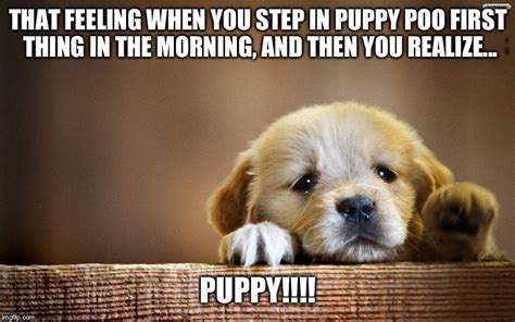 Sad Puppy - Imgflip