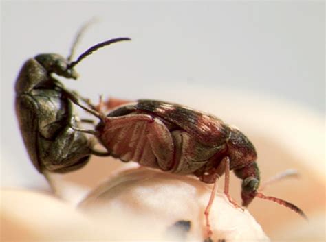 Palo Verde Beetle Size : Imperial county, california, usa august 29 ...