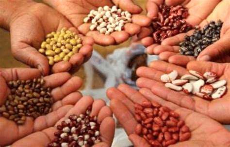 Hybrid Seeds Help Ease Strain of Pakistan Agriculture Industry