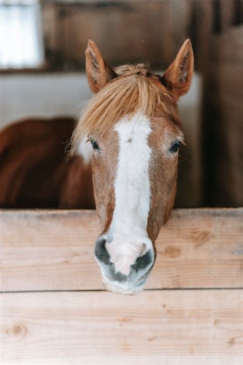 Photograph of Domestic Pig · Free Stock Photo