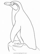Cute Penguins Coloring Page For Kids  Free Printable sketch template