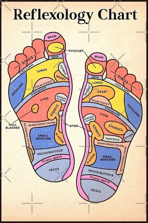 Foot Reflexology Chart Poster 1, Reflexology Poster, Therapy Posters | lupon.gov.ph