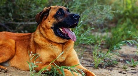 All About -- the German Shepherd Mastiff Mix | Pet BLoG