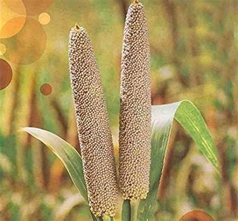 India Wants Innovators to Get Excited About Millet - Grow Further – A food-secure future