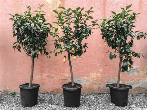 Small Fruit Trees That Are Perfect For Home Orchards | Gardening Know How