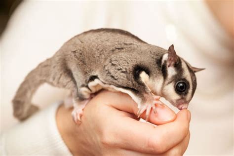 Baby Sugar Gliders | Hohenwald Vets