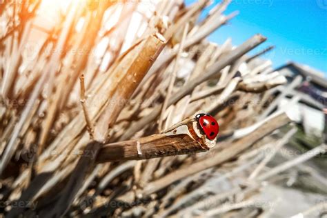 Macro photo of Ladybug in the green leaf. Close up ladybug in leaf. Spring nature scene 10465100 ...