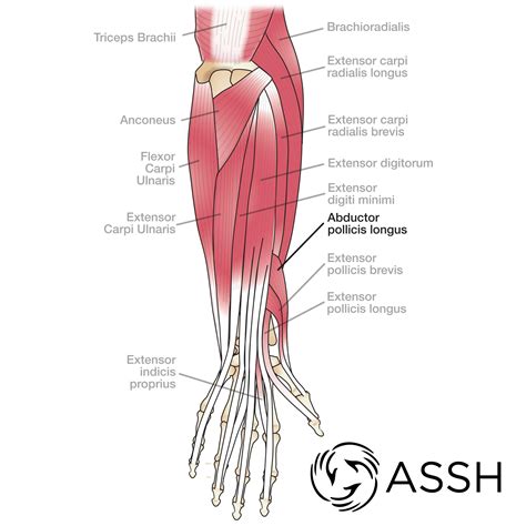 Body Anatomy: Upper Extremity Tendons | The Hand Society