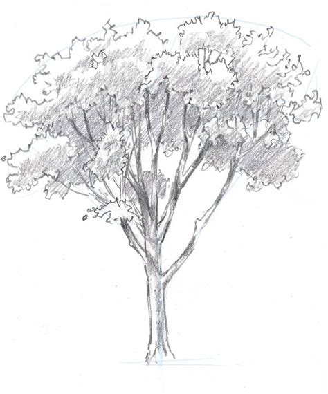 How to draw trees: Oaks | Oak tree drawings, Tree drawing, Tree sketches