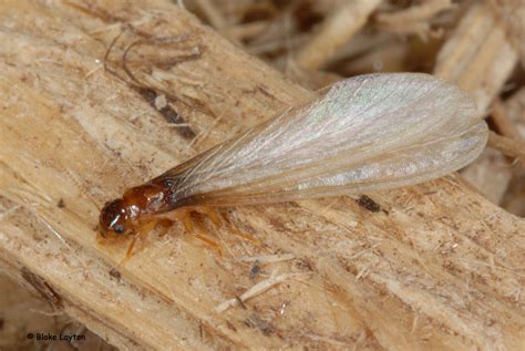 termite swarm around house - Toccara Brantley