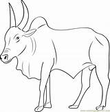 Bull Printable Coloring Pages  Home sketch template