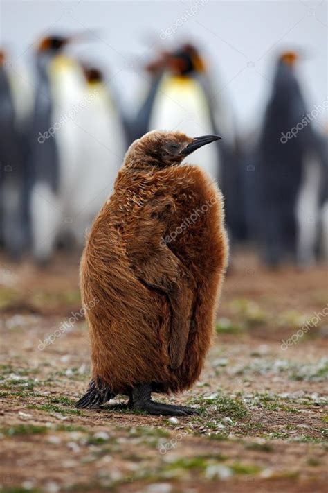 Brown baby of King penguin Stock Photo by ©OndrejProsicky 102972426