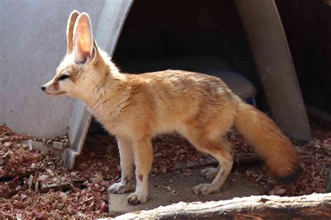 Keeping and Caring for Fennec Foxes as Pets (2022)