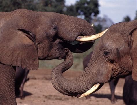 3 elephants killed in Matsulu | Mpumalanga News