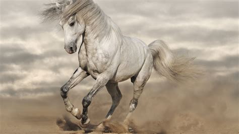 Horse Mustang Wallpapers - Wallpaper Cave