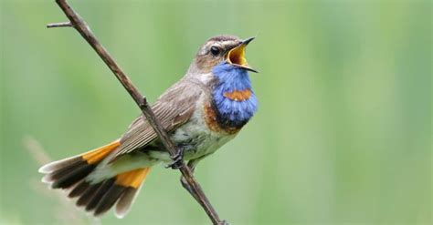 Nightingale Animal Pictures | A-Z Animals