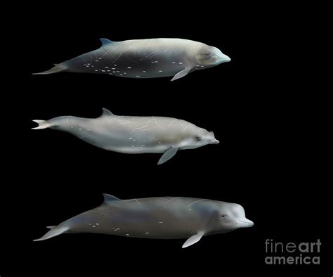 Beaked Whales Photograph by Mikkel Juul Jensen / Science Photo Library - Fine Art America